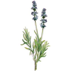 Huile essentielle Lavandin Super bio (Lavendula burnati Briquet)