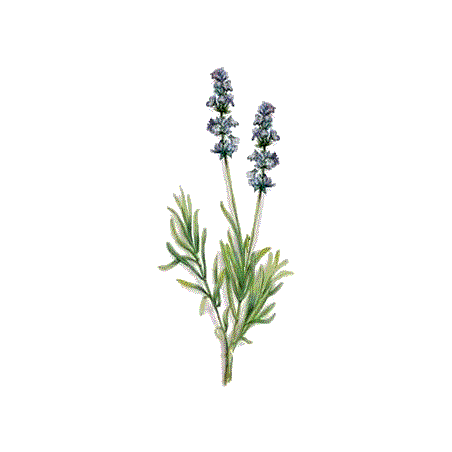 Huile essentielle Lavandin Super bio (Lavendula burnati Briquet)
