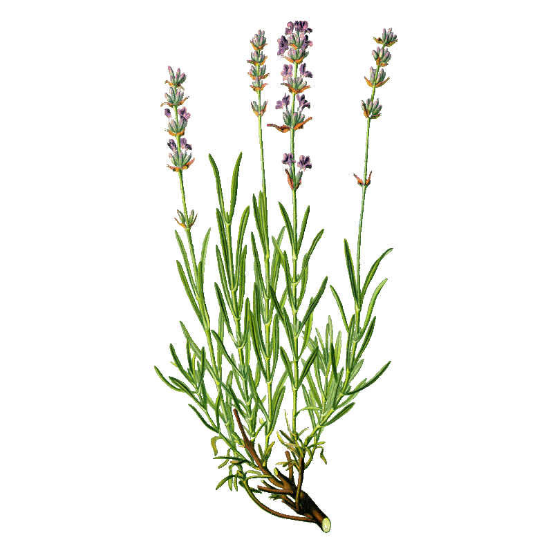 Huile essentielle Lavande Fine Bio (Lavendula angustifolia)