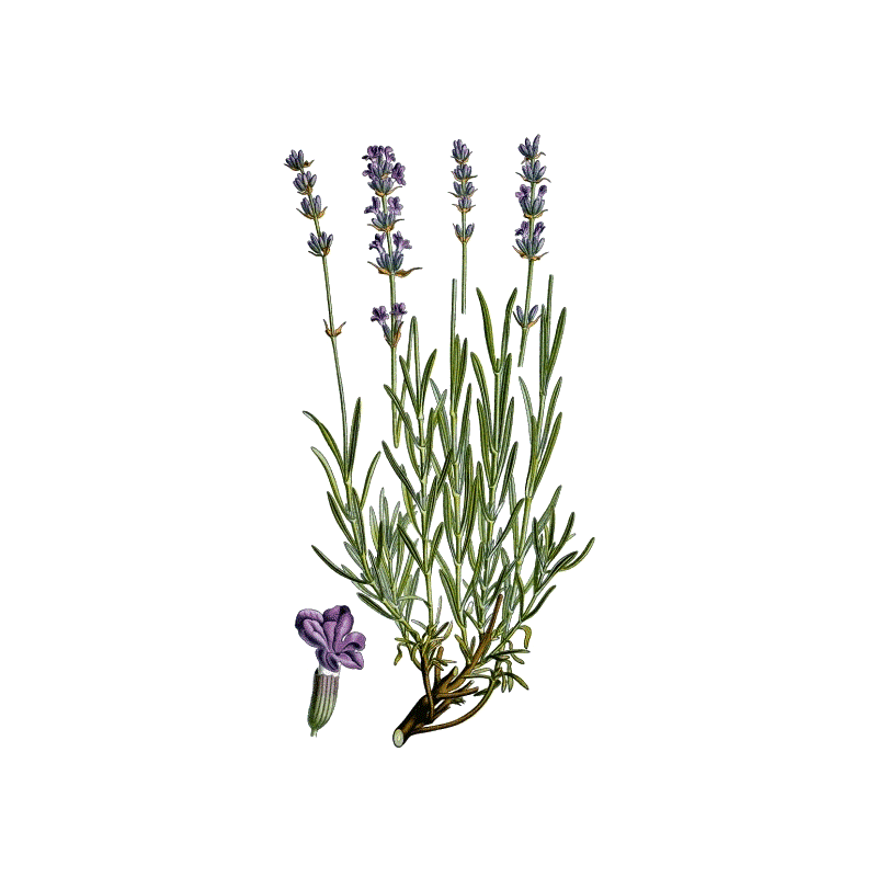 Huile essentielle Lavande Officinale Vraie Bio (Lavendula officinalis)