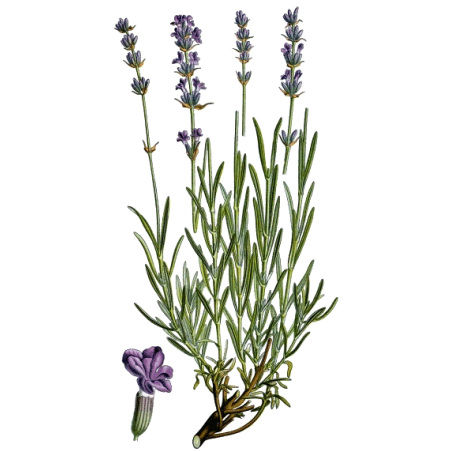 Huile essentielle Lavande Officinale Vraie Bio (Lavendula officinalis)
