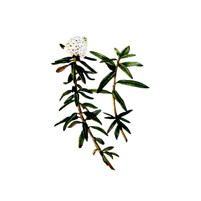 Huile essentielle Ledon du Groenland bio (Ledum groenlandicum)