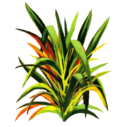 Huile essentielle Lemongrass bio (Cymbopogon flexosus)