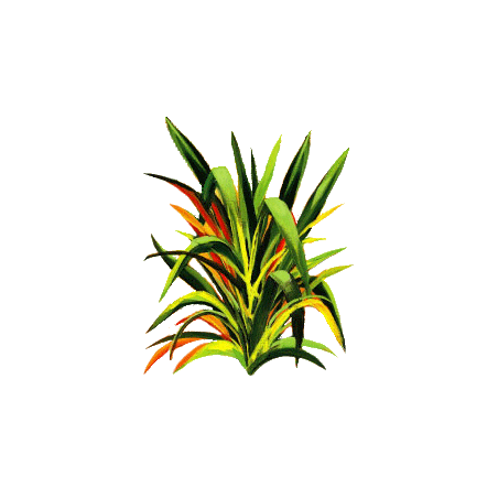 Huile essentielle Lemongrass bio (Cymbopogon flexosus)