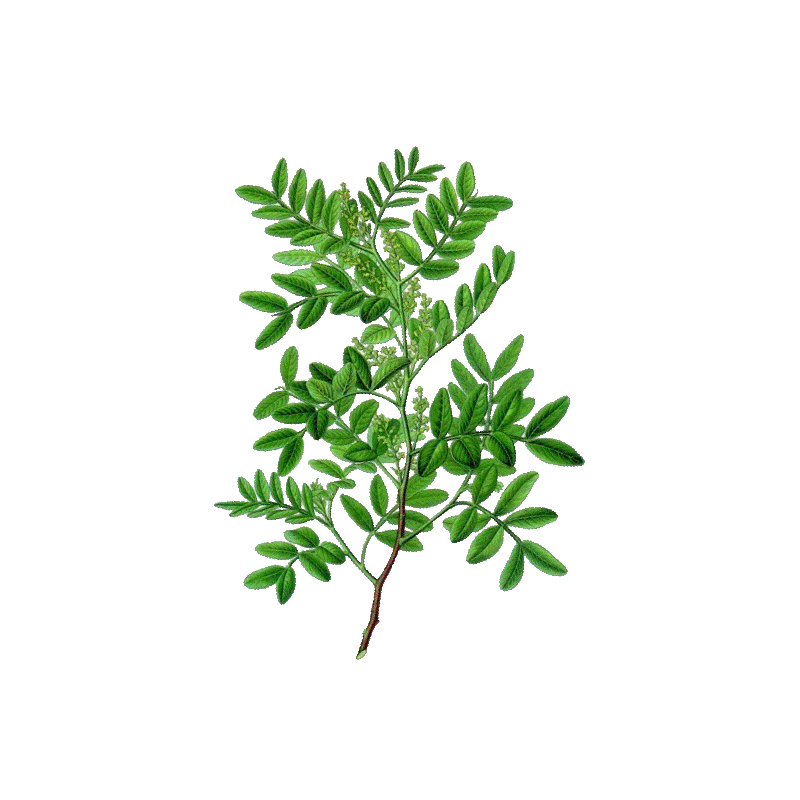 Huile essentielle Lentisque Pistachier bio (Pistacia lentiscus)
