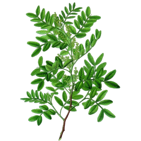 Huile essentielle Lentisque Pistachier bio (Pistacia lentiscus)