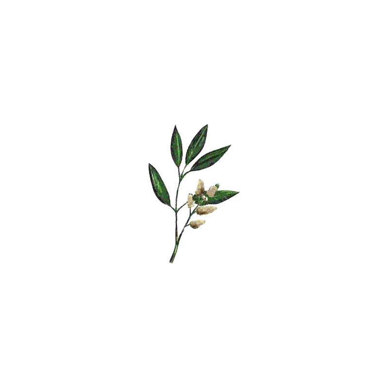 Huile essentielle Litsee Citronnée Bio (Litsea cubeba Persoon)