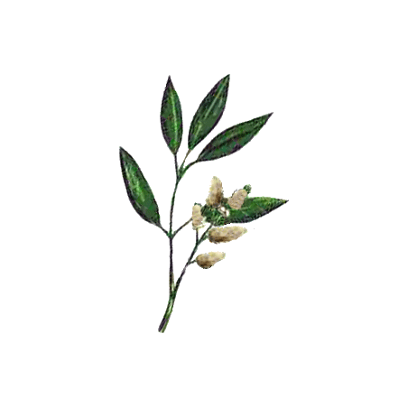 Huile essentielle Litsee Citronnée Bio (Litsea cubeba Persoon)