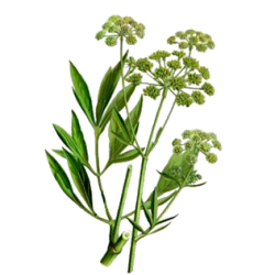 Huile essentielle Livèche bio (Levisticum officinalis)