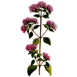 Huile essentielle Marjolaine à Coquilles bio (Origanum majorana)