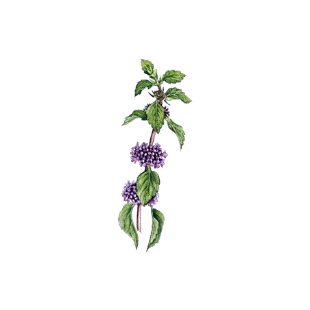 Huile essentielle Menthe des Champs Bio (Mentha arvensis)
