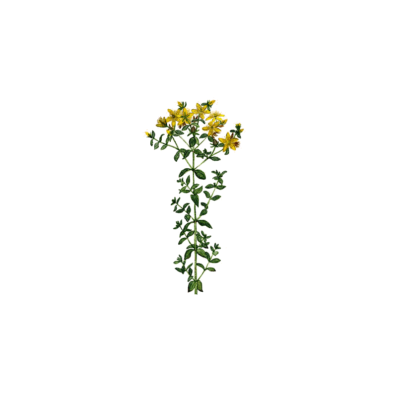 Huile essentielle Millepertuis bio (Hypericum perforatum)