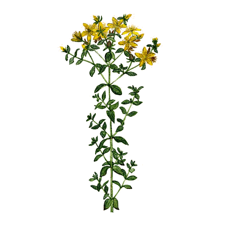 Huile essentielle Millepertuis bio (Hypericum perforatum)