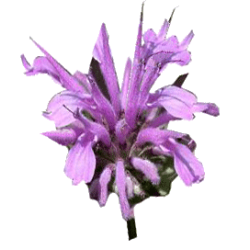 Huile essentielle Monarde sauvage (Monarda fistulosa)