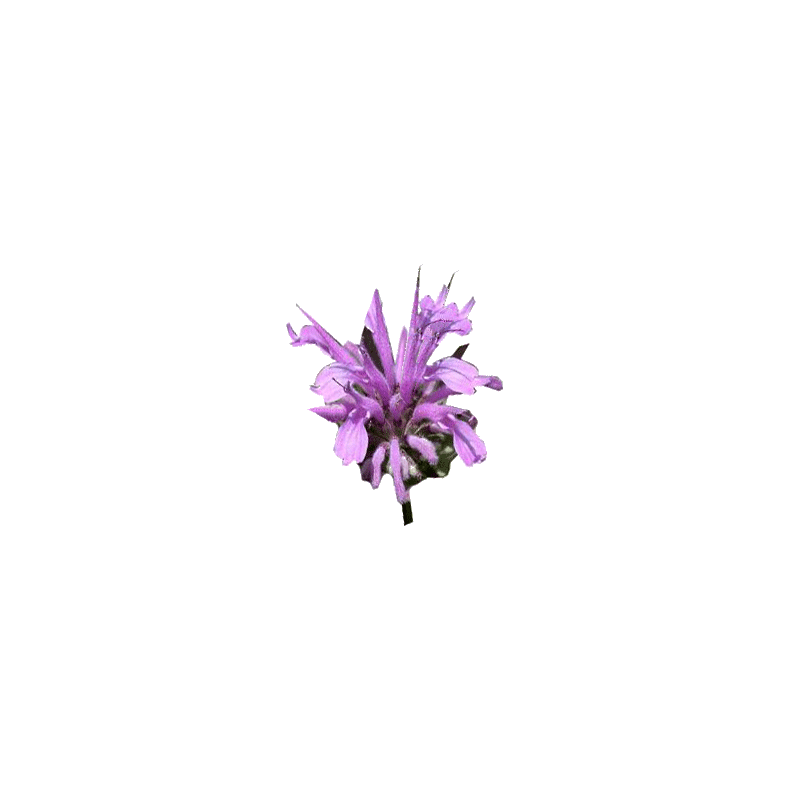 Huile essentielle Monarde sauvage (Monarda fistulosa)