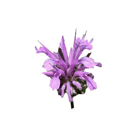Huile essentielle Monarde sauvage (Monarda fistulosa)
