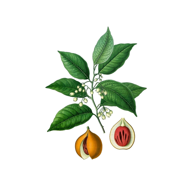 Huile essentielle Noix de Muscade bio (Myristica fragans)