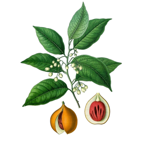Huile essentielle Noix de Muscade bio (Myristica fragans)
