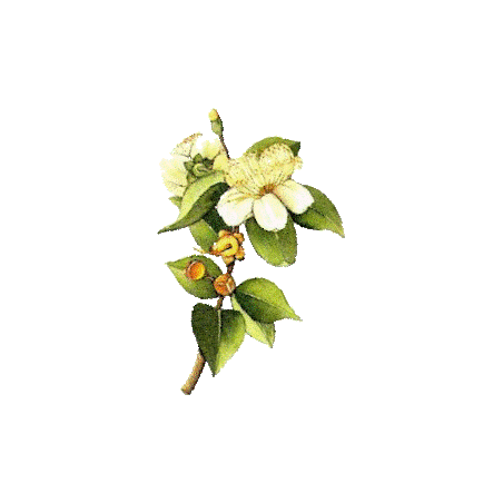Huile essentielle Myrte Verte bio (Myrtus communis)