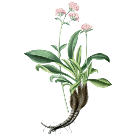 Huile essentielle Nard bio (Nardostachys jatamansi)
