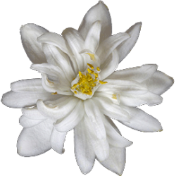 Huile essentielle Néroli bio (Citrus aurantium var. amara)