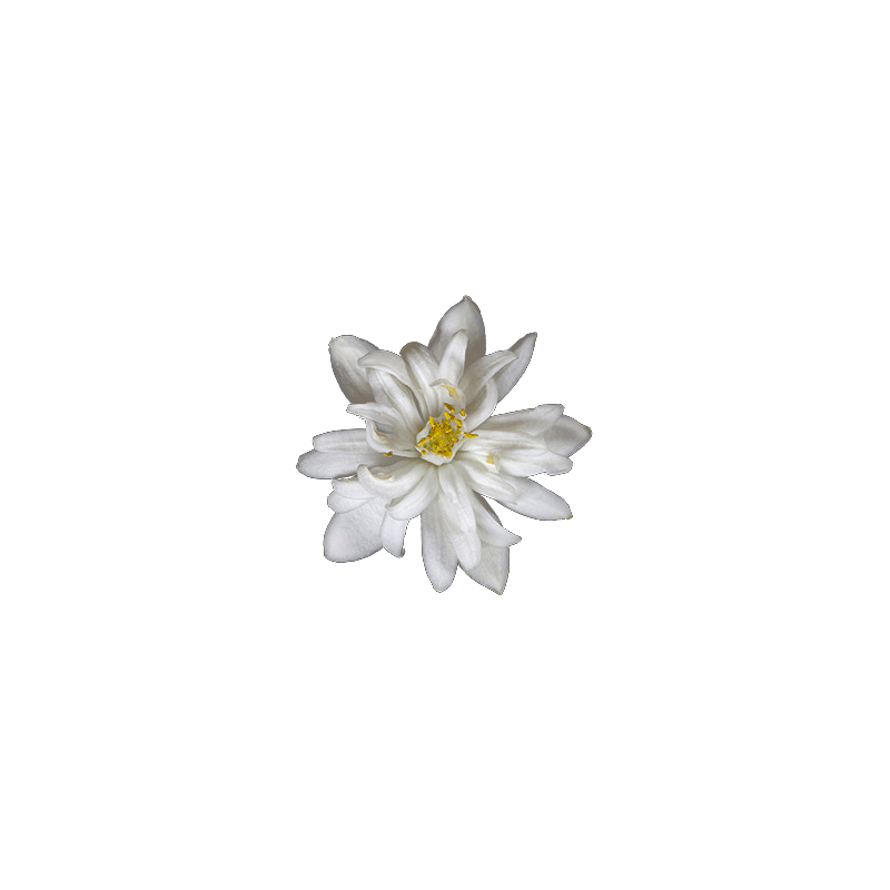 Huile essentielle Néroli bio (Citrus aurantium var. amara)