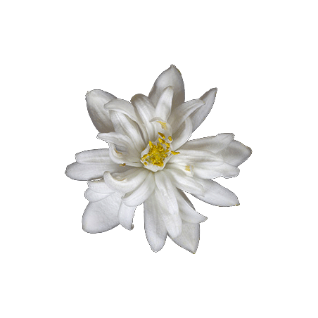 Huile essentielle Néroli bio (Citrus aurantium var. amara)