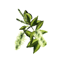 Huile essentielle Niaouli bio (Melaleuca viridiflora Solander)