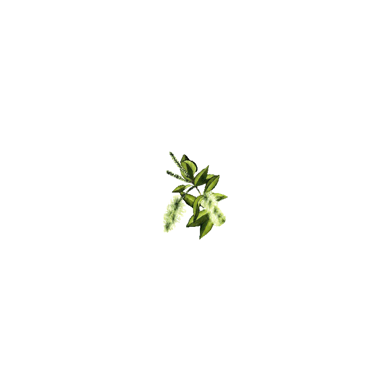 Huile essentielle Niaouli bio (Melaleuca viridiflora Solander)