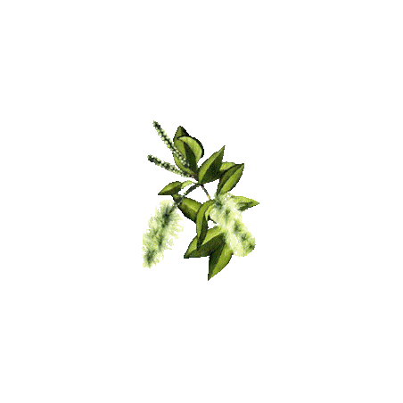 Huile essentielle Niaouli bio (Melaleuca viridiflora Solander)