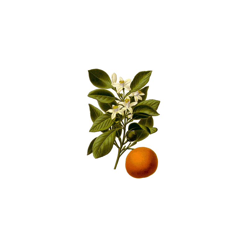 Huile essentielle Orange Douce Bio (Citrus sinensis L. Persoon)