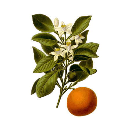 Huile essentielle Orange Douce Bio (Citrus sinensis L. Persoon)