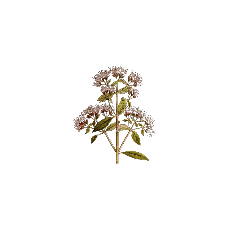 Huile essentielle Origan Vert bio (Origanum vulgare)