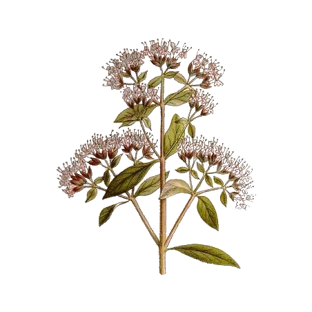 Huile essentielle Origan Vert bio (Origanum vulgare)