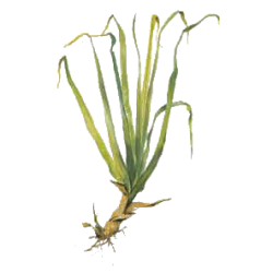 Huile essentielle Palmarosa bio (Cymbopogon martinii)