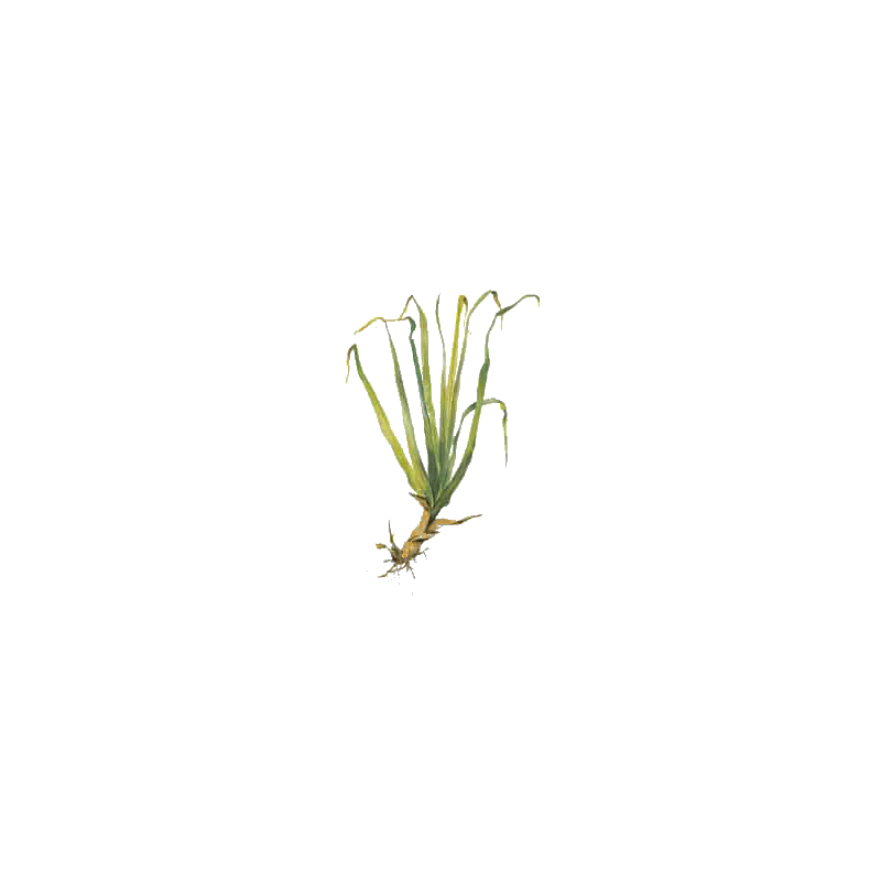 Huile essentielle Palmarosa bio (Cymbopogon martinii)