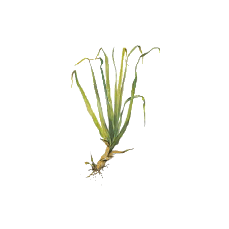 Huile essentielle Palmarosa bio (Cymbopogon martinii)