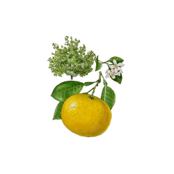 Huile essentielle Pamplemousse Blanc bio (Citrus X paradisi)
