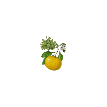 Huile essentielle Pamplemousse Blanc bio (Citrus X paradisi)