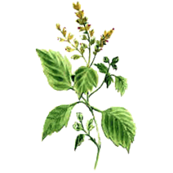 Huile essentielle Patchouli bio (Pogostemon cablin)