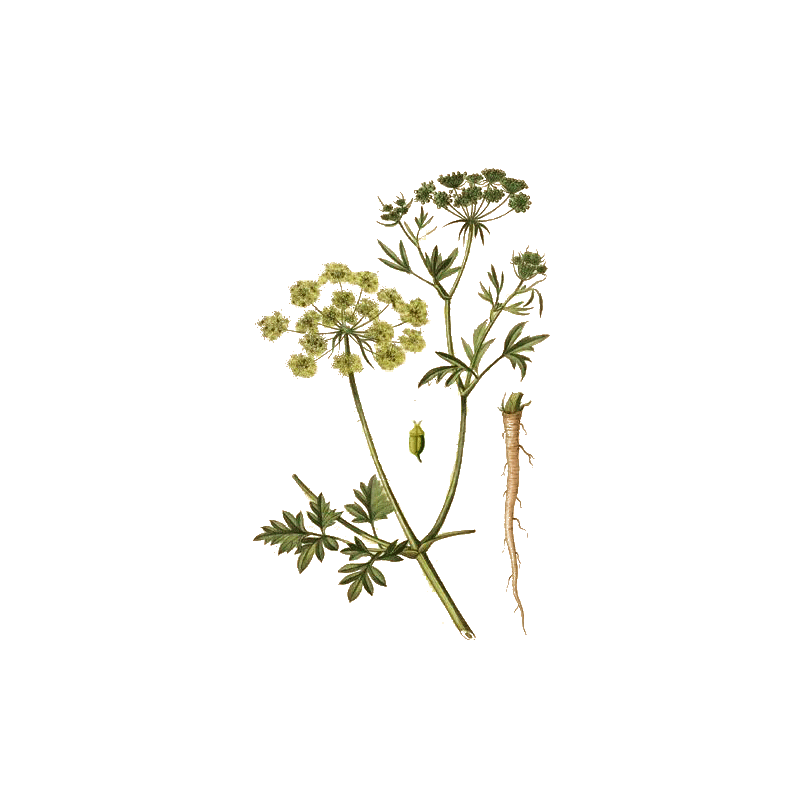 Huile essentielle Persil culture Eco (Petroselinum crispum)