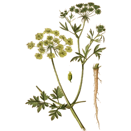 Huile essentielle Persil culture Eco (Petroselinum crispum)