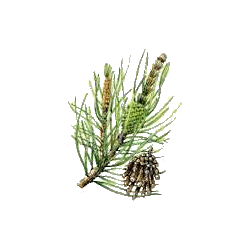 Huile essentielle Pin de Sibérie sauvage (Abies sibirica)