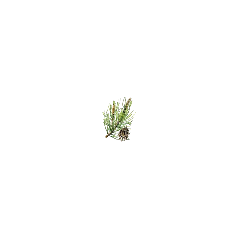 Huile essentielle Pin de Sibérie sauvage (Abies sibirica)