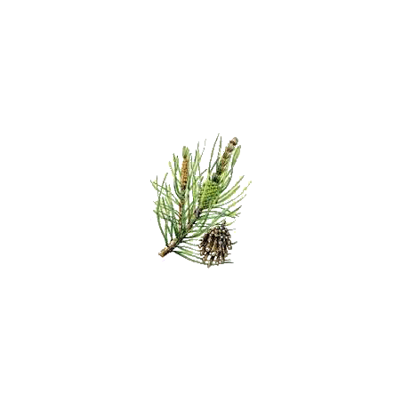 Huile essentielle Pin de Sibérie sauvage (Abies sibirica)