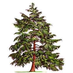 Huile essentielle Pruche bio (Tsuga canadensis)