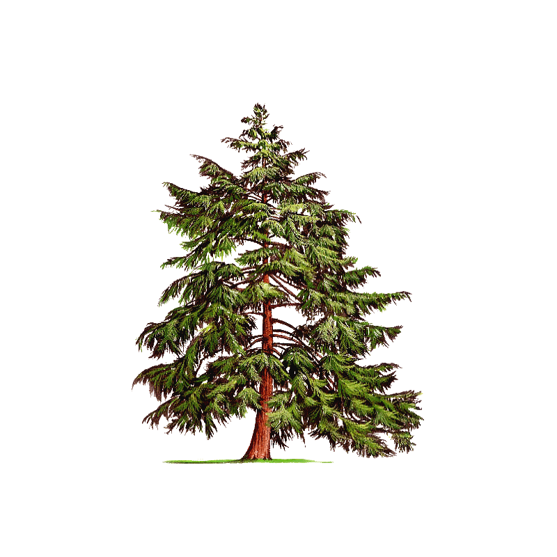 Huile essentielle Pruche bio (Tsuga canadensis)
