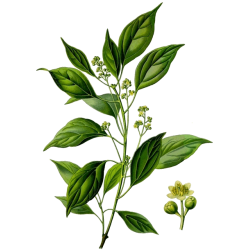 Huile essentielle Ravintsara bio (Cinnamomum camphora)