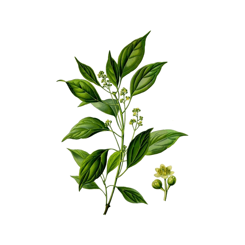 Huile essentielle Ravintsara bio (Cinnamomum camphora)