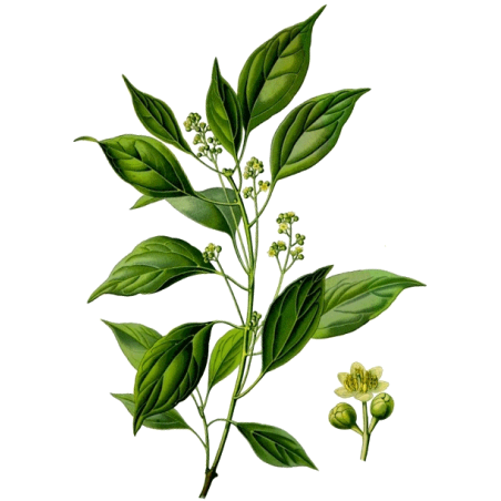Huile essentielle Ravintsara bio (Cinnamomum camphora)